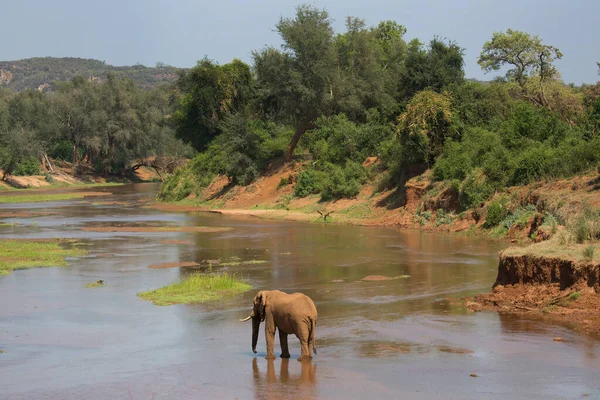 アフリカゾウが川で水を飲む — ストック写真