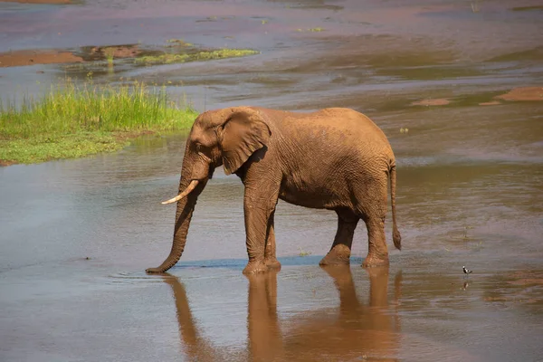 African Elephant Drinking Water River — Stock Photo, Image
