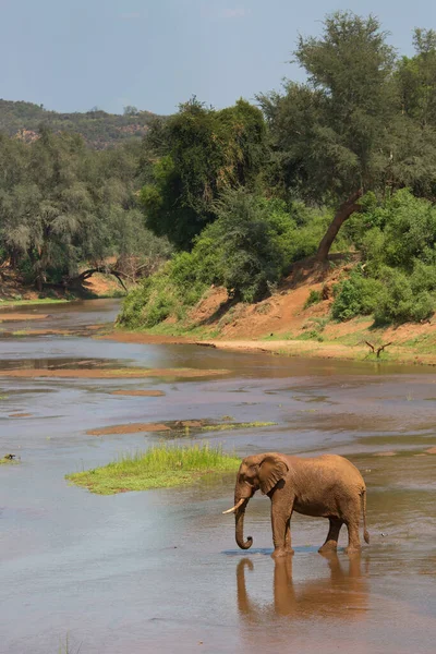 アフリカゾウが川で水を飲む — ストック写真