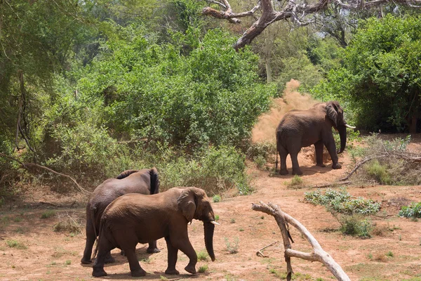 African Elephants Savanna Dry Season — Stock Photo, Image