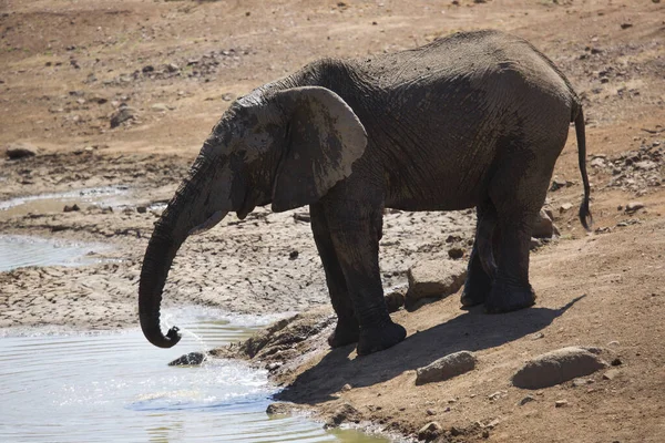 African elephant drinking water in river