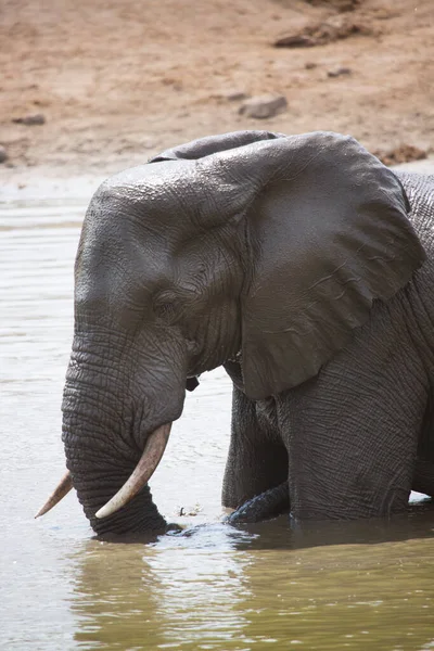 African Elephant Drinking Water River — Stock Photo, Image