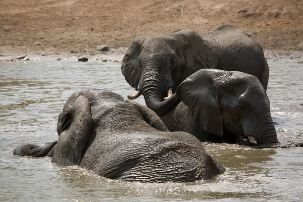 African Elephants Drinking Water River — Stock Photo, Image