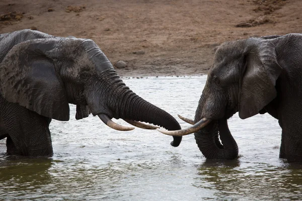 African elephants drinking water in river