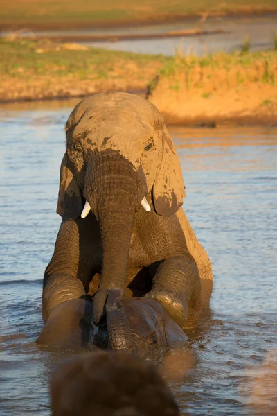 African Elephants River Water — Stock Photo, Image