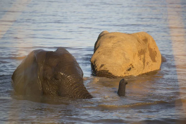 African Elephants River Water — Stock Photo, Image