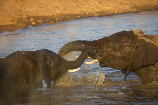 African Elephants River Water — Photo