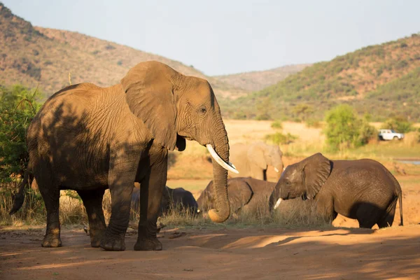 African Elephants Dry Savanna — Photo