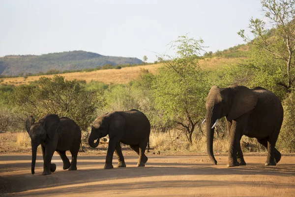 African Elephants Dry Savanna — Stock Photo, Image