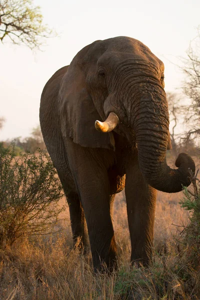 Big African Elephant Savanna — Foto Stock