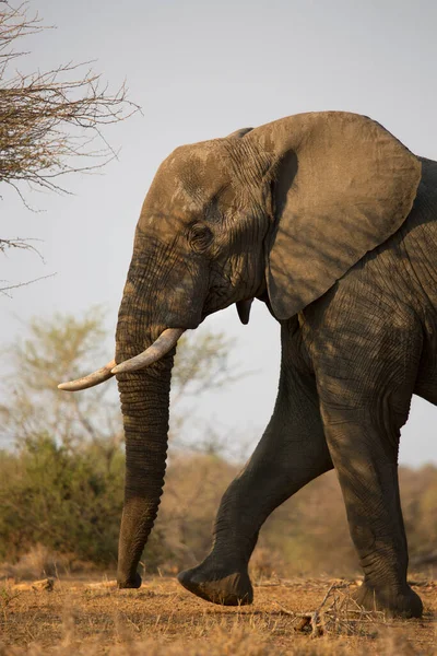 Big african elephant in savanna
