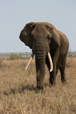 Big african elephant in savanna