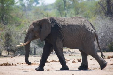 Big african elephant in savanna