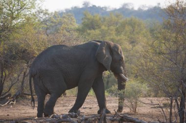 Big african elephant in savanna