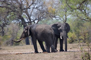 African elephants in dry savanna