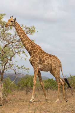 Kaapse giraffe in african savanna