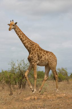 Kaapse giraffe in african savanna