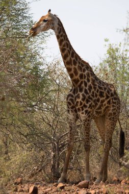 Kaapse giraffe in african savanna