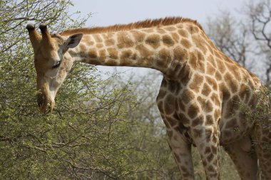 Panthera leo melanochaita lion in african savanna