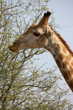 Panthera leo melanochaita lion in african savanna