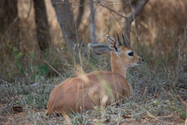 Steenbok (Raphicerus campestris) common small antelope in african savanna