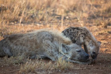 Spotted hyenas in african savanna 