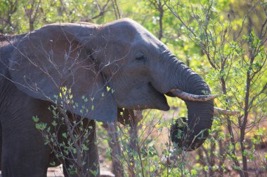 African elephant eating leaves from tree