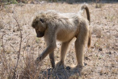 Chacma baboon (Papio ursinus) or Cape baboon in Africa