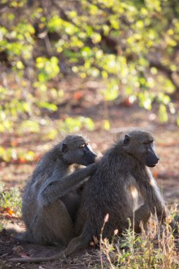 Chacma baboon (Papio ursinus) or Cape baboon monkeys in Africa