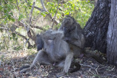 Chacma baboon (Papio ursinus) or Cape baboon monkeys in Africa