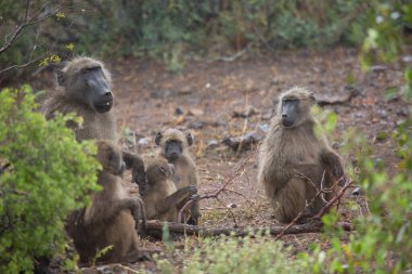 Family of Chacma baboon (Papio ursinus) or Cape baboon monkeys