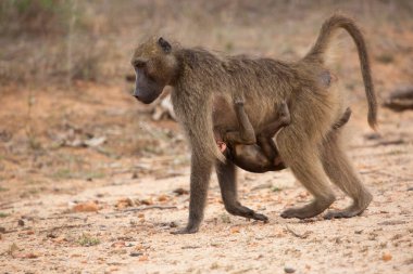 Mother and baby Chacma baboon (Papio ursinus) or Cape baboon monkeys in Africa