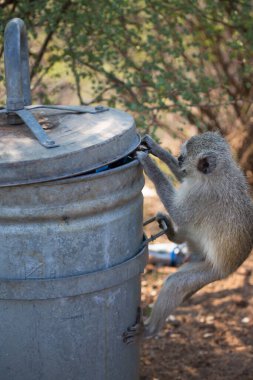 Vervet monkey (Chlorocebus pygerythrus) open trash can