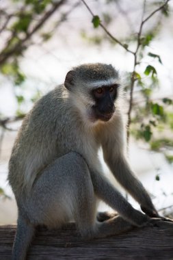 Vervet monkey (Chlorocebus pygerythrus) in Africa