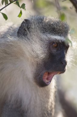 Vervet monkey (Chlorocebus pygerythrus) in Africa
