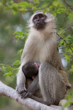 Mother and baby Vervet monkeys (Chlorocebus pygerythrus)