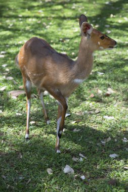 Cape bushbuck (Tragelaphus sylvaticus) in Africa