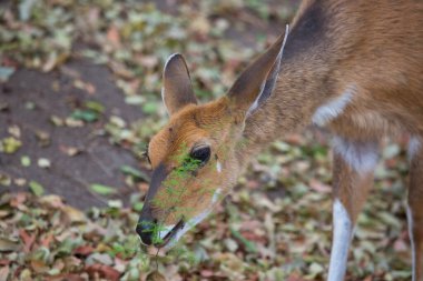 Cape bushbuck (Tragelaphus sylvaticus) in Africa