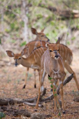 Lowland nyala or simply Nyala (Tragelaphus angasii) antelopes in Africa