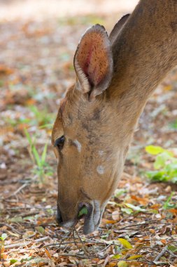 Female Lowland nyala or simply Nyala (Tragelaphus angasii) antelope in Africa