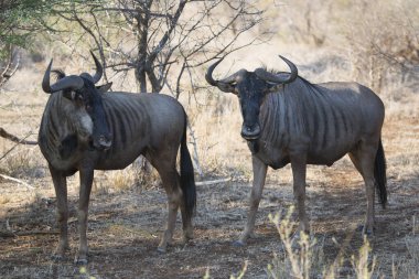 Blue wildebeest (Connochaetes taurinus) antelopes in african savanna