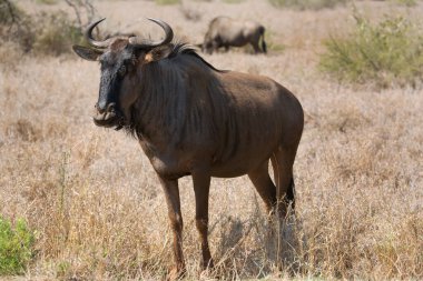 Blue wildebeest (Connochaetes taurinus) antelopes in african savanna