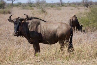 Blue wildebeest (Connochaetes taurinus) antelopes in african savanna