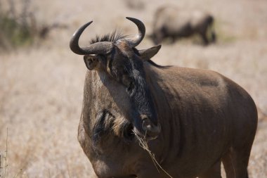 Blue wildebeest (Connochaetes taurinus) antelope in african savanna