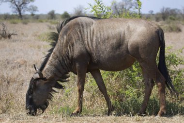 Blue wildebeest (Connochaetes taurinus) antelope in african savanna