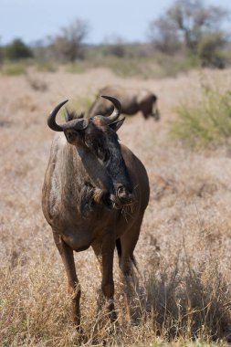 Blue wildebeest (Connochaetes taurinus) antelopes in african savanna