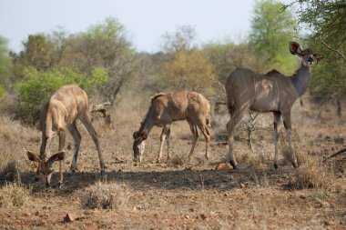 Impala or rooibok (Aepyceros melampus) antelopes in Africa