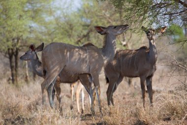 Impala or rooibok (Aepyceros melampus) antelopes in Africa