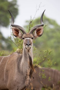 Impala or rooibok (Aepyceros melampus) in Africa
