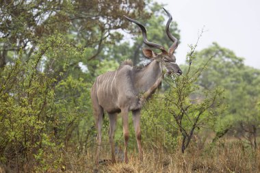 Impala or rooibok (Aepyceros melampus) in Africa